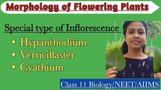 Special Type of InflorescenceHypanthidium Verticillaster CyathiumMorphology of Flowering Plants [upl. by Nohcim]