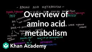 Overview of Amino Acid Metabolism [upl. by Anauqes]