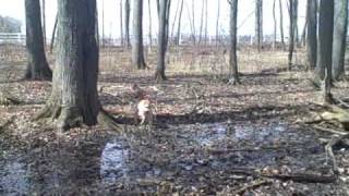 Young Kemmer Cur Treeing a Fox Squirrel in Indiana [upl. by Aslehc715]