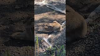 Jack Rabbit jackrabbit eltonjohn nature outdoors wildlife alberta big rabbit beauty [upl. by Ellerad]