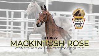 Mackintosh Rose  Keystone Yearling amp Breeders Sale [upl. by Greggs256]