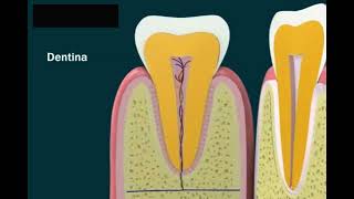 Anatomia del dente [upl. by Anelak846]