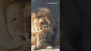 The Craziest Fact About Ligers  facts  18 11 20 [upl. by Euqinimod965]