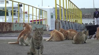 Clowder of Cats on Cat Island in Japan  ViralHog [upl. by Alithea]