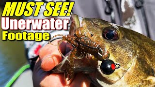 Bass Fishings Best Kept Secret for Fall and Winter Revealed [upl. by Thinia446]