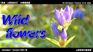 【AOMORI】Wildflowers Travels Clip show SeptemberOctober202 Autumn [upl. by Nisen57]