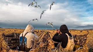 EPIC ALBERTA PINTAIL BEATDOWN 4 MAN LIMIT [upl. by Abbott]