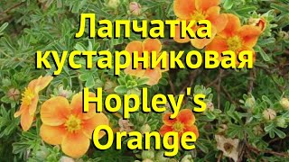 Лапчатка кустарниковая Хоплейс Оранж Краткий обзор описание potentilla fruticosa Hopley Orange [upl. by Mccourt]