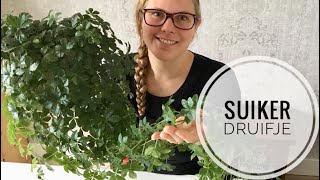 🌱🌿☘️ Stekexperiment met het Suikerdruifje 🌱🌿☘️ [upl. by Ahsoym]