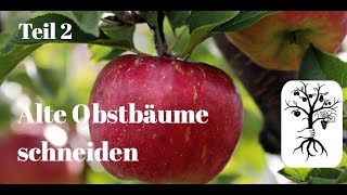 Alte Obstbäume schneiden  starkes und steiles Wachstum  Baumschnitt für Halbstamm und Hochstamm [upl. by Anitsirk]