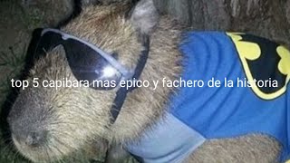 TOP 5 CAPIBARAS MAS EPICOS y FACHEROS de la HISTORIA [upl. by Nolrak919]