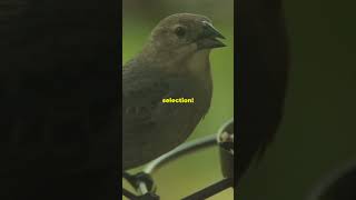 Darwin and the Finches The Secret of Evolution history facts historyfacts [upl. by Zondra596]