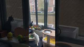 Did You Know Theres a Floating Cat Boat in Amsterdam [upl. by Elise]