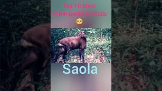 Top 10 Most Endangered Animals [upl. by Aruat247]