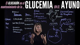 Papel del GLUCAGÓN en el mantenimiento de la GLUCEMIA durante el AYUNO [upl. by Puklich363]