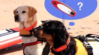 Un vétérinaire propose une sortie surf à 2 chiens abandonnés [upl. by Adlesirc]