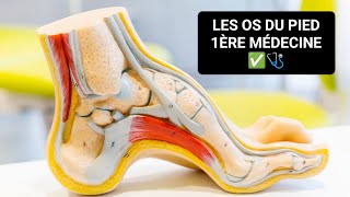 ANATOMIE 🦴 LES OS DU PIED OSTÉOLOGIE DU MEMBRE INFÉRIEUR 1ÈRE MÉDECINE ✅🩺 [upl. by Ahsakat]