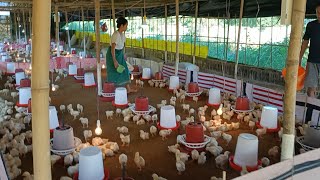 Broiler farm management II winter management II how to manage your broiler farm broiler poultry [upl. by Diandre509]