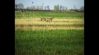 Caccia al capriolo in Ungheria  la riserva numero uno  Görbeháza [upl. by Aicenek123]