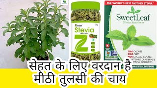 Stevia ke fayede  Sweet Leaf  Meethi Tulsi  Sweet Basil  Green Tea [upl. by Ahsimat797]