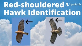 How to Identify a Redshouldered Hawk  Raptor Identification [upl. by Gone]