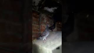 😱💫🕊️🔥 Fancy Black Pathay Shok karain Subscribe for more music animeedit birds pigeon [upl. by Ade]