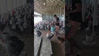 A boy feeds chickens amp chickens lay eggs [upl. by Malchy323]