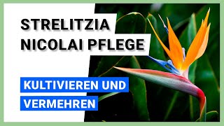 Baumstrelitzie Strelitzia nicolai Kultivieren und vermehren [upl. by Ettenauq940]