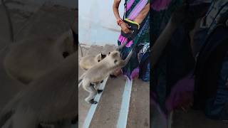 Woman attack by monkey at hill stationshortsfeed monkey monkeyattackmonkeyvideo [upl. by Anayk]