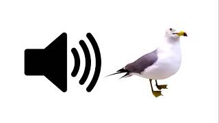 Seagull  Sound Effect [upl. by Nachison]