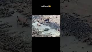 Wait for end 😮 dogs caught a crocodile amazing dog crocodile viralvideo real fake shortsfeed [upl. by Ainer]