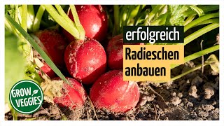 Radieschen anbauen  Gemüseanbau im Garten [upl. by Amaris]