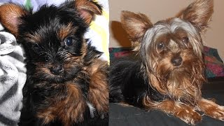 Yorkie Puppy Growing Up [upl. by Lyssa178]