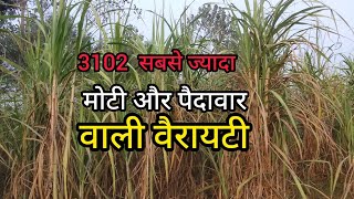 3102 sugarcane variety 3102 गन्ना वैरायटी [upl. by Arno]