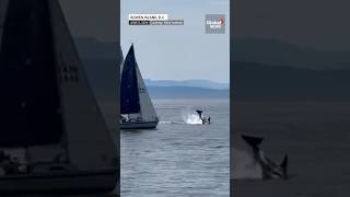 Orca pod surprises sailboat race off BC coast ⛵️ [upl. by Aed287]