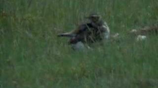 Woodlark Lullula arborea [upl. by Boyes]