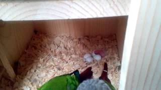 Newly hatched Green Cheeked conure [upl. by Snapp]