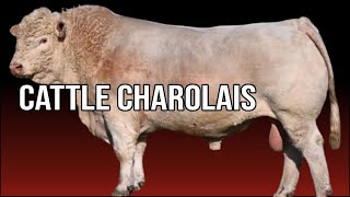 🔴 How Long Do CHAROLAIS Cattle Live  Biggest Bulls And Cows [upl. by Tebzil]