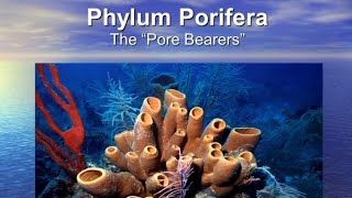 Phylum  porifera 3D animated videotrending bestforneet best for neet [upl. by Krishna]