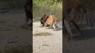 Speed of Eagle hunt bird of prey🦅🐓 youtuber nature eaglehunting bigbird eaglehunters eagle [upl. by Paley]