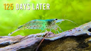 Whats The Secret To An INCREDIBLE Amano Shrimp Tank [upl. by Eneryc]