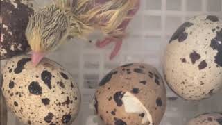 Coturnix Quails Hatching Day [upl. by Yseulte292]