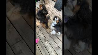 Training With Cavalier King Charles Spaniels❤️ Please Subscribe To Our YouTube Channel [upl. by Kentiga]