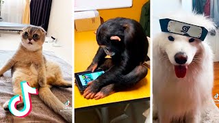 The Funniest Pets on TikTok  TikTok Compilation Animal Videos😍😂 [upl. by Wolcott]