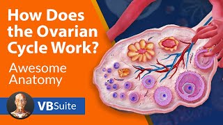 How Does the Ovarian Cycle Work [upl. by Stockmon]