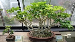 Best Beginner Bonsai Trees – Dwarf Schefflera [upl. by Heinrick]