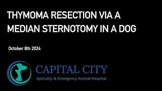 Thymoma Resection via Median Sternotomy in a Dog 20241008 [upl. by Irrak]