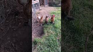 Beautiful bantams shorts backyardanimals chicken bantamchicken chickenlife summer chilling [upl. by Airual]