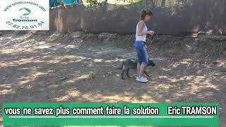 Education de chien chienne et chiot avec Eric Tramson [upl. by Schnapp]