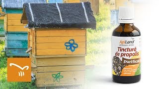 Propolis și tinctura de propolis  beneficii uimitoare pentru sănătate [upl. by Weihs667]